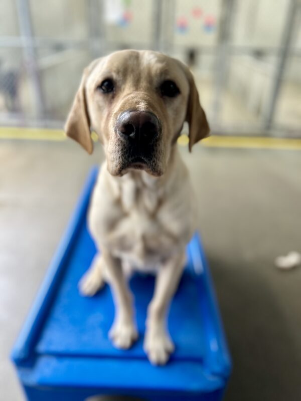 Leroy sits on a piece of blue play equipment in the community run area of the kennel. He is looking at the camera.