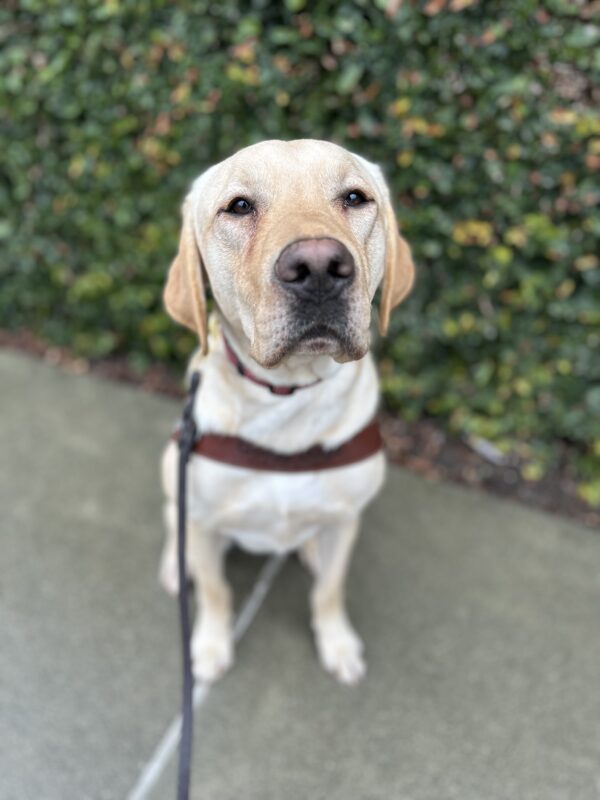Leroy sits in harness on the sidewalk in front of a wall of ivy. He is looking up at the camera with his mouth closed.
