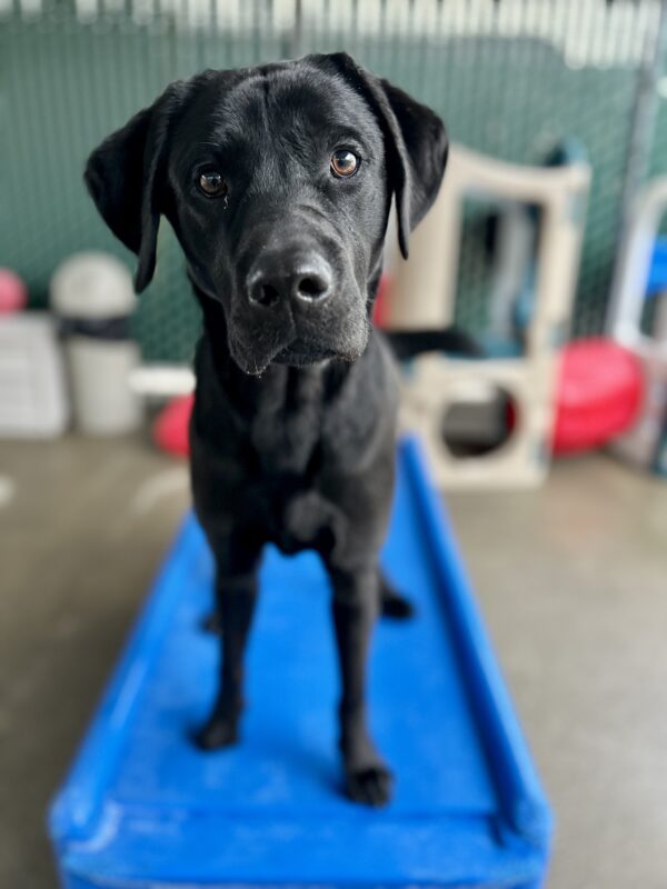 Missoula stands on a blue piece of play equipment in the community run area of the kennel. His ears are perked forward and he is looking at the camera with an alert expression.