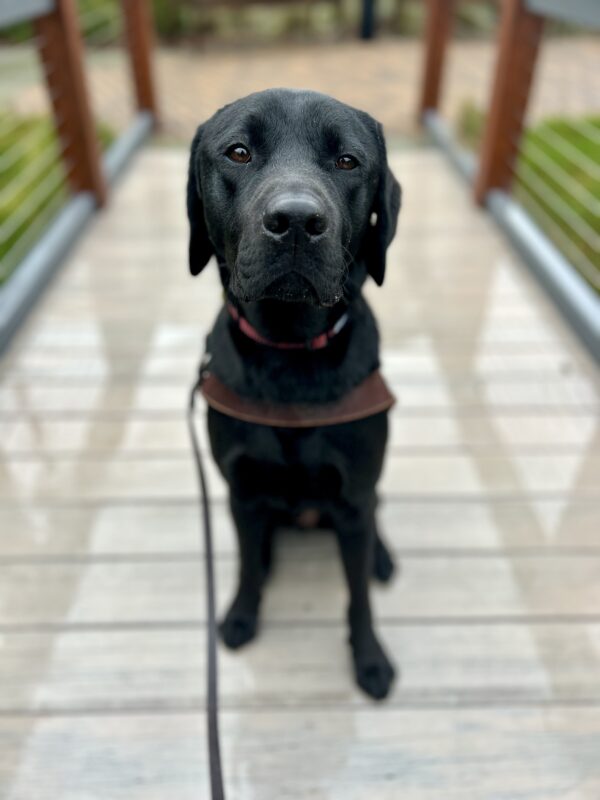Missoula sits in harness on a plank bridge. The ground is wet and he is looking at the camera with his mouth closed.