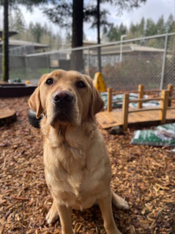 Shaw, a yellow lab, sits in front of a little bridge in the golden sunlight of a play yard on the Oregon campus.