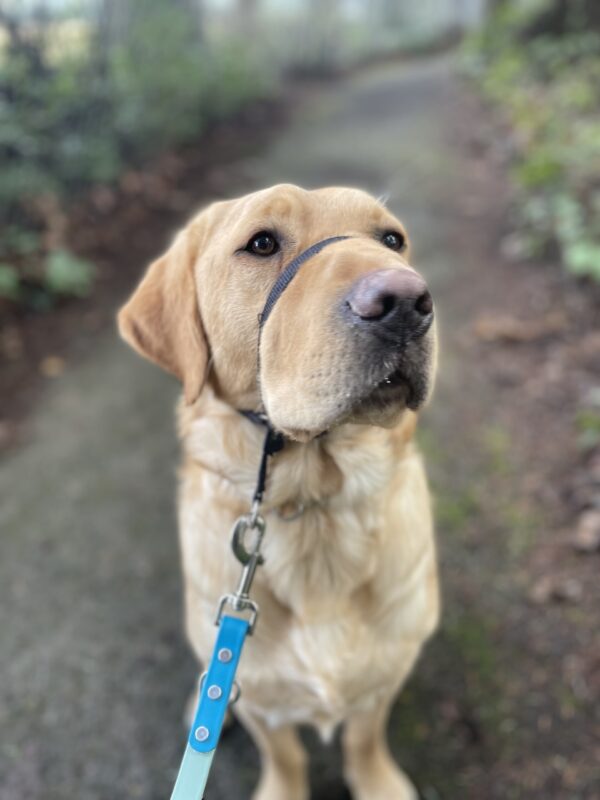 Shaw, a yellow lab, handsomely poses in his black head collar on a wooded trail surrounded by greenery.