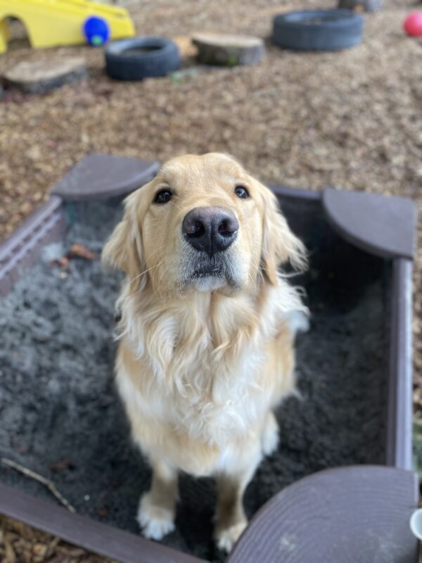 Kudo, a male lab/golden cross, sits in a sandbox in looking up sweetly at the camera.