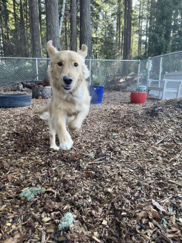 Kudo, a male lab/golden cross, bounds playfully through a play yard on the Oregon campus with his ears in the air and a playful expression.