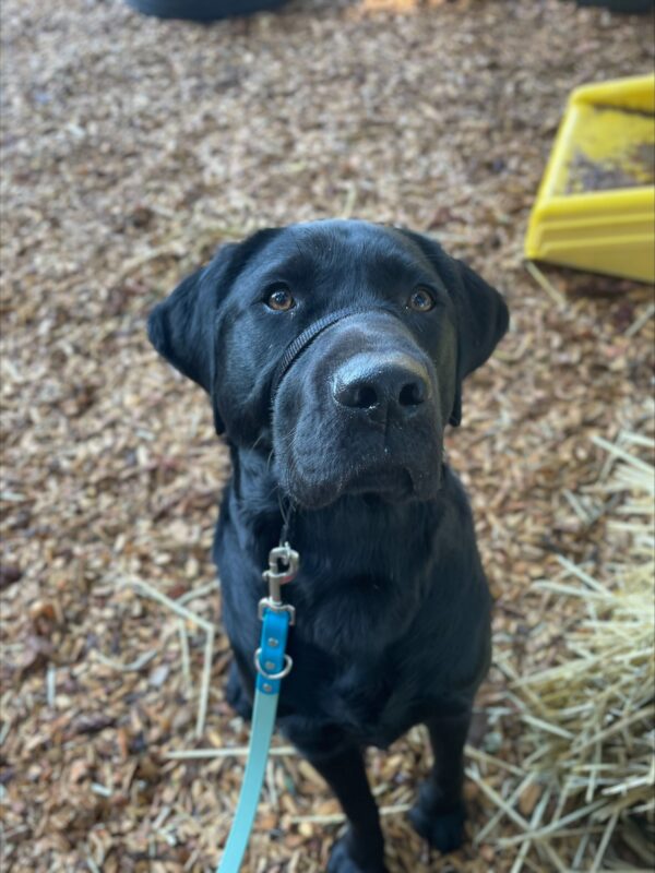 Bingo, a black lab, sits sweetly in a bark chip yard for a photo in his black head collar.