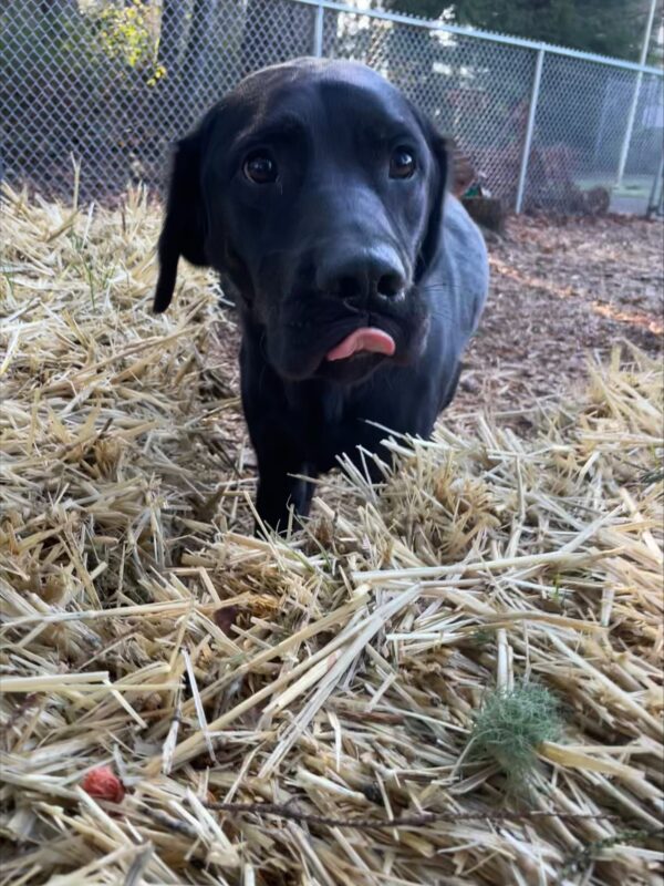 Timon, a black lab/golden cross, has his little pink tongue sticking out after a good sniff of a straw bale in a play yard on the Oregon campus.