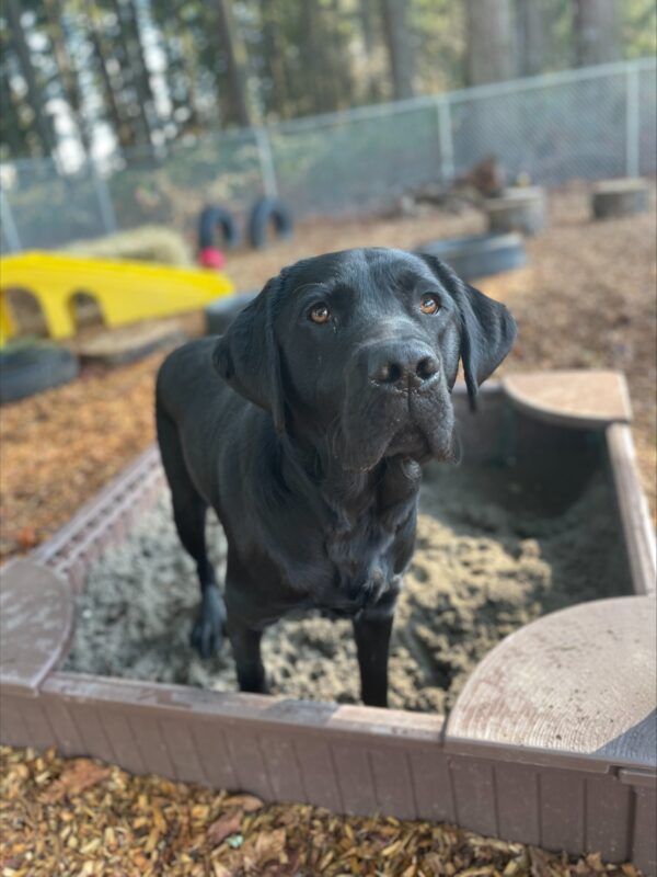 Bingo, a black lab, pauses his play in a sandbox in an exercise yard on the Oregon campus to look handsomely at the camera.