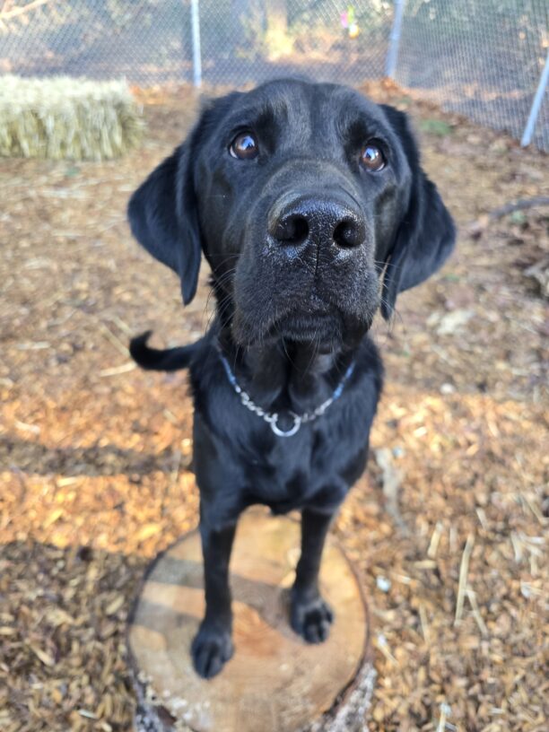 Truman a black Labrador Retriever is standing with his front paws on a wood round in a fenced play yard looking eagerly towards the camera