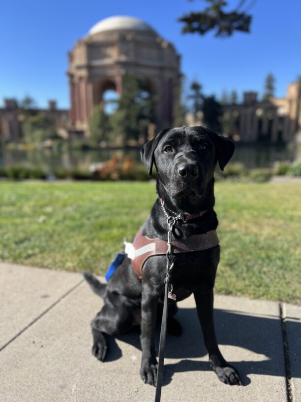 Hayes sits in harness looking at the camera. Behind him is the Palace of Fine Arts in San Francisco, CA. It is a bright blue, sunny day.