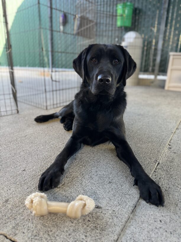 Photo is of Humboldt lying down in community run with a bone on the ground in front of him
