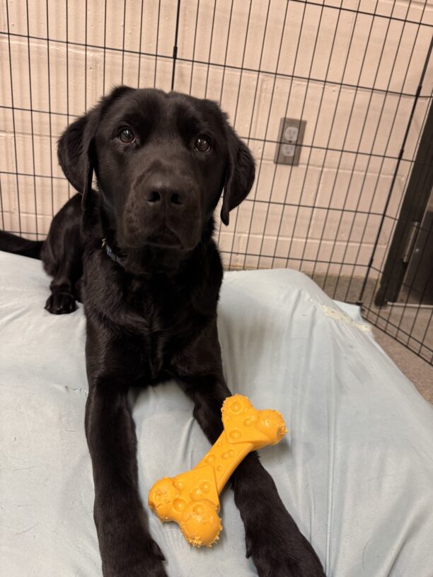 Tofino lays on a plush bed looking at the camera wearing he has a yellow bone that is rested on his leg.
