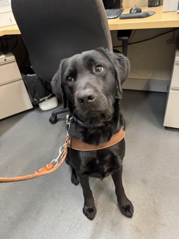 Tofino sits in harness in an office. He is looking at the camera.