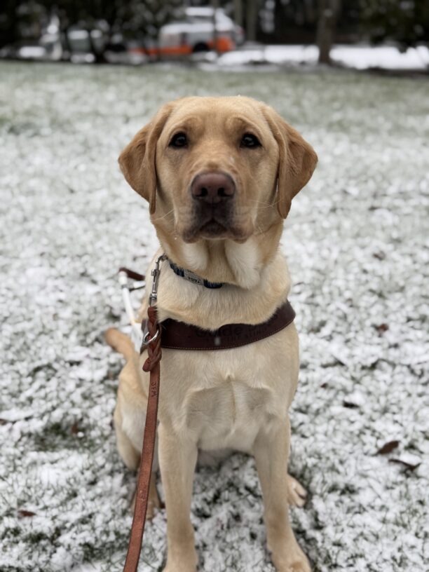 Zaida sits on snowy grass in harness looking at the camera.
