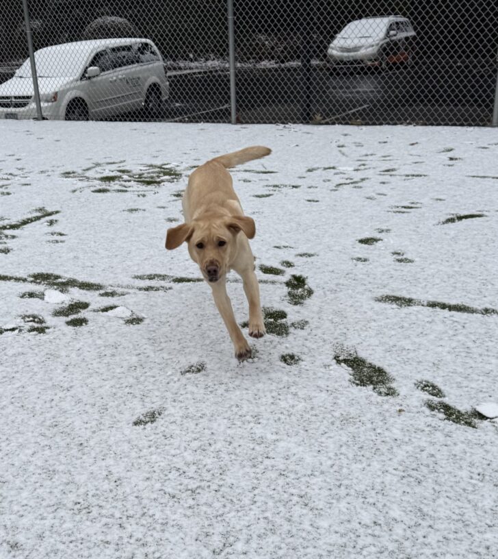 Action shot of zaida running in a snowy grass play yard. Her ears are flapping as she runs.