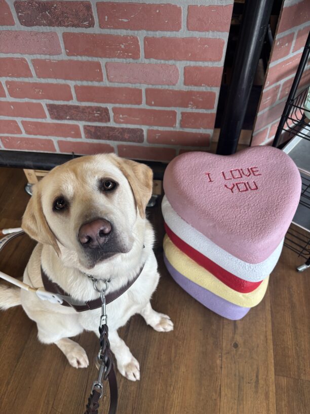 A yellow Labrador Retriever sits in harness looking up at the camera. Next to her is a large display of multicolored hearts with “I love you” written on the top one.
