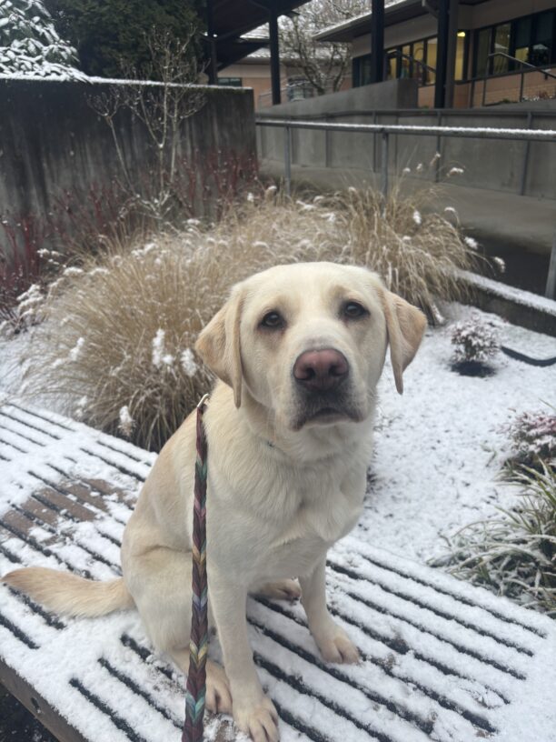 A yellow Labrador Retriever sits on a bench covered in snow while looking into the camera. Behind her is a snowy garden bed with tan grasses covered in snow.