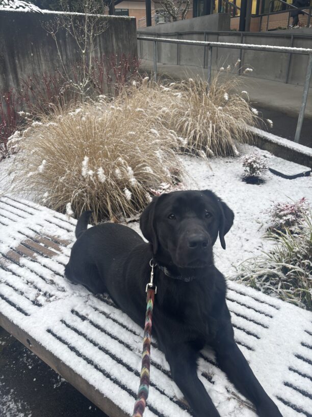 A black Labrador Retriever lays on a wood bench covered in snow. Behind him is a garden bed covered in snow.