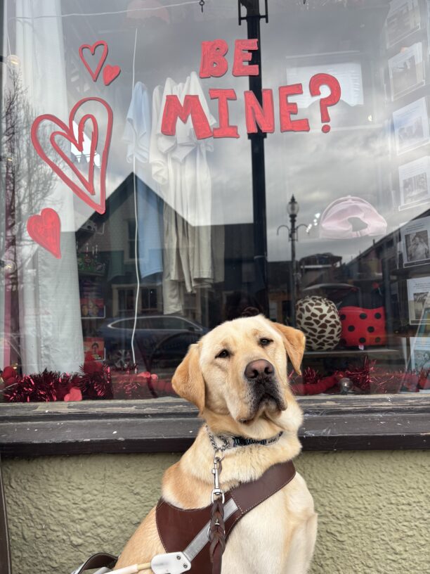 A yellow Labrador Retriever sits in harness looking at the camera. Behind him is a store front window with “Be Mine” in large painted red letters with hearts.