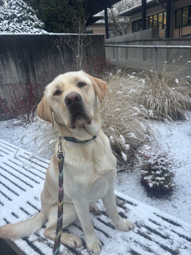 A yellow Labrador Retriever sits on a snow covered wood bench. Behind him is a garden bed dusted with snow.