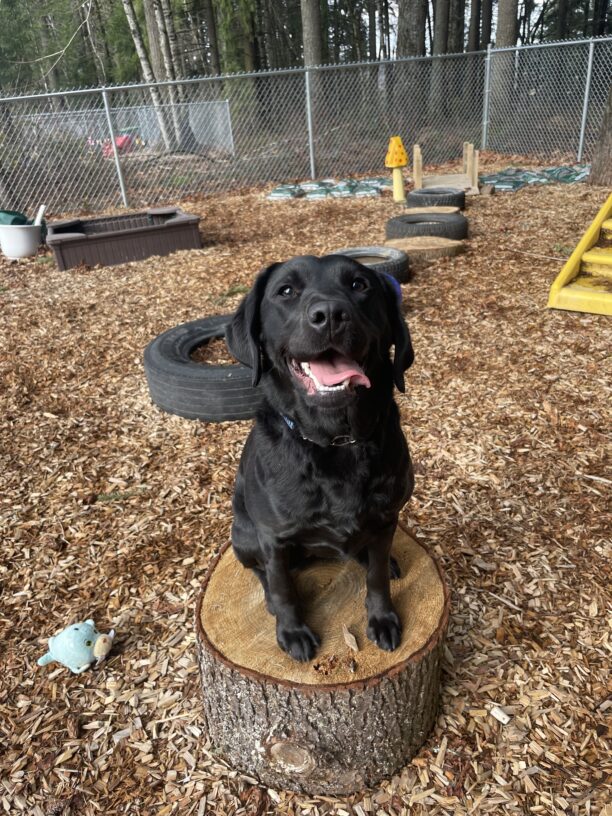 Tabouli, a small black Labrador Retriever, sits on a wooden log round. She is looking at the camera with an open-mouthed smile. The background is a backchip-covered yard with various tires and play structures scattered around.