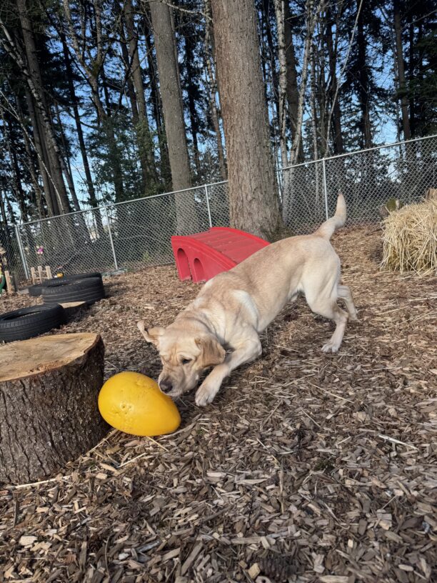 Yellow lab, Ledger, chases a yellow jolly egg in a bark chip area with lots of play structures around him. His ears are flopping in the wind.