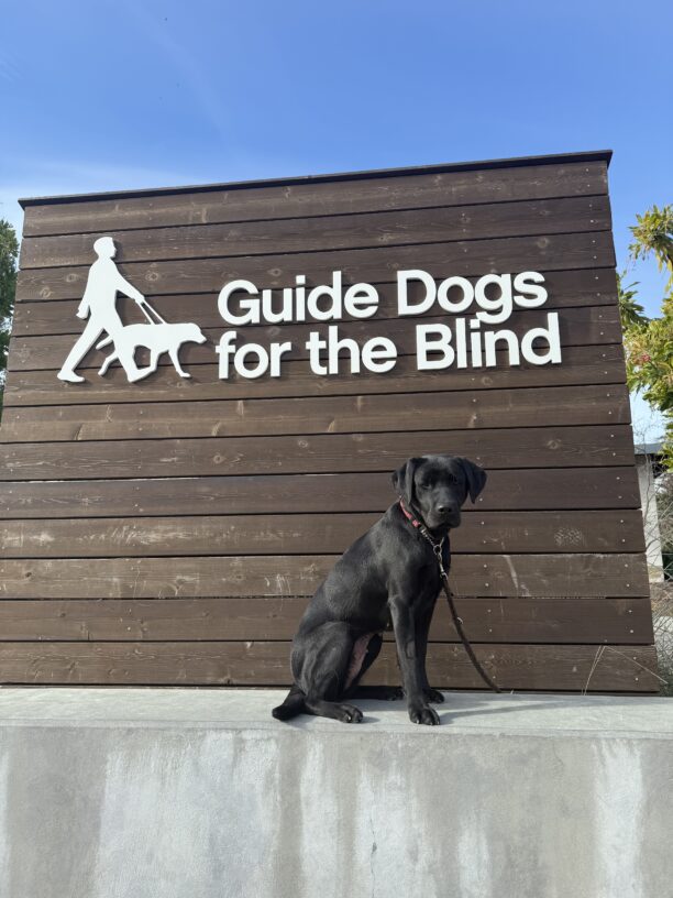 Maizie sits on a concrete wall looking directly at the camera. Behind her is a large wooden sign with white letters spelling out Guide Dogs For The Blind. Blue skies and green trees line the background.
