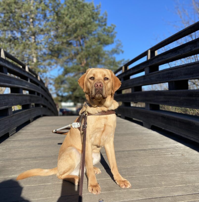 Hawk, a reddish, yellow Labrador Retriever is sitting in his harness on a wood bridge. There is a blue sky and few trees in the background and the sun is shinning on him.