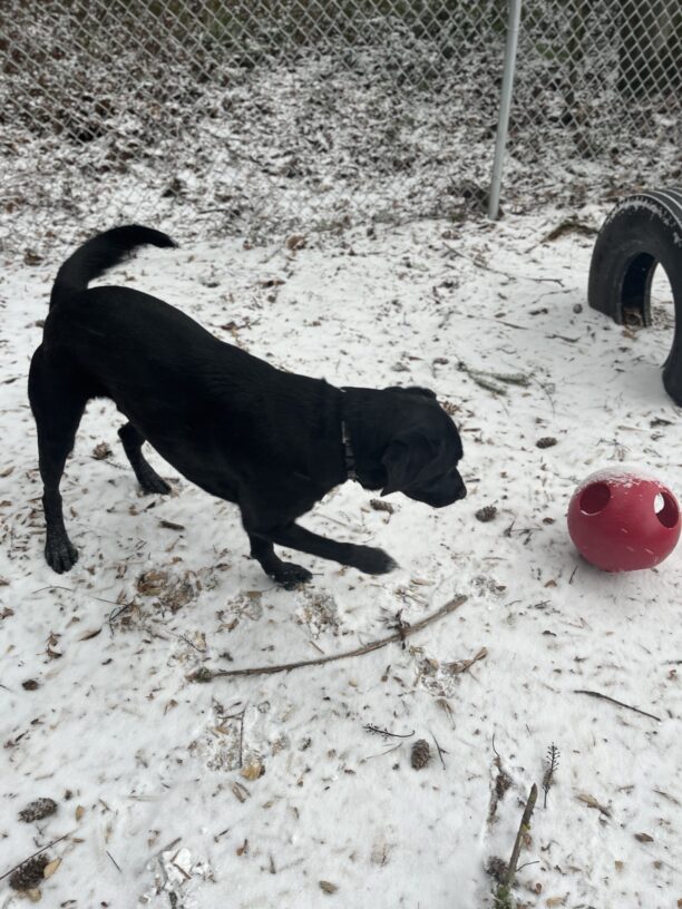 Black lab Zabo wags his tail as he plays with a large red ball in a snowy sensory garden. There are sticks and pine needles mixed with the snow on the ground. There is a tire embedded in the ground in the top right corner.