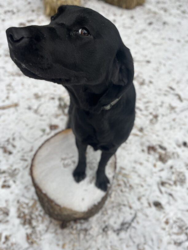 Zabo perches on a snow covered log and with his nose in the air, looks at the camera with one eye. He has a mischievous look on his face. There is snow mixed with sticks and bark on the ground.