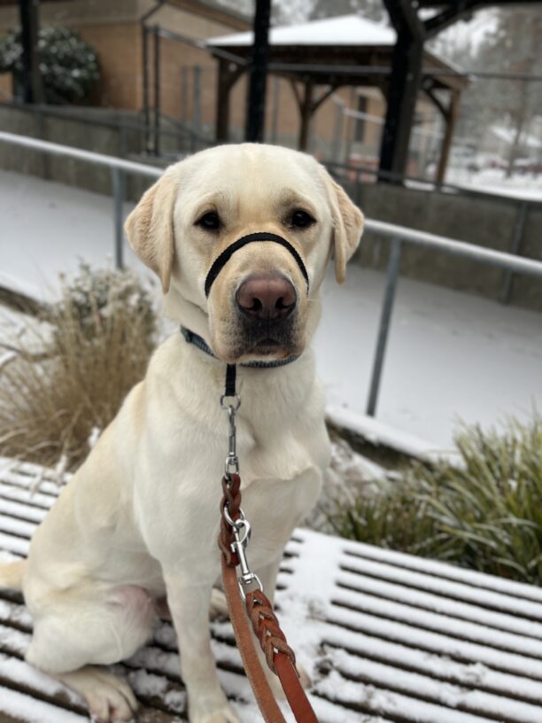 Yellow lab Wilshire sits handsomely on a snow covered bench. He is looking calmly at the camera and wearing a black headcollar. There are snow covered bushes and a snowy walkway behind him.