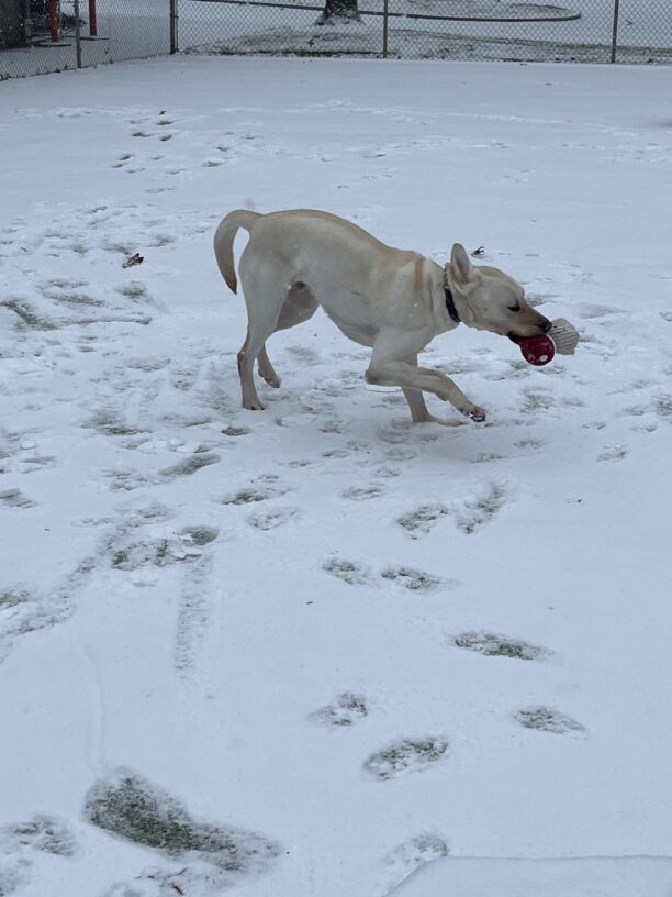Wilshire runs in a snowy grassy yard. He has a mushroom shaped stuffed toy in his mouth. There are footprints in the snow and in the distance some grass and trees.