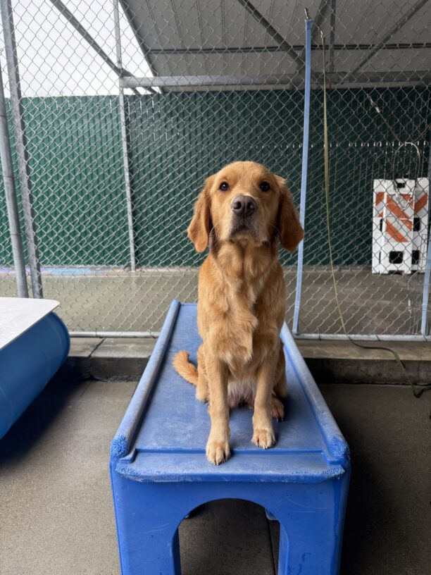 Danika sits on a play structure in community run. Her ears are perked and she is looking at the camera.