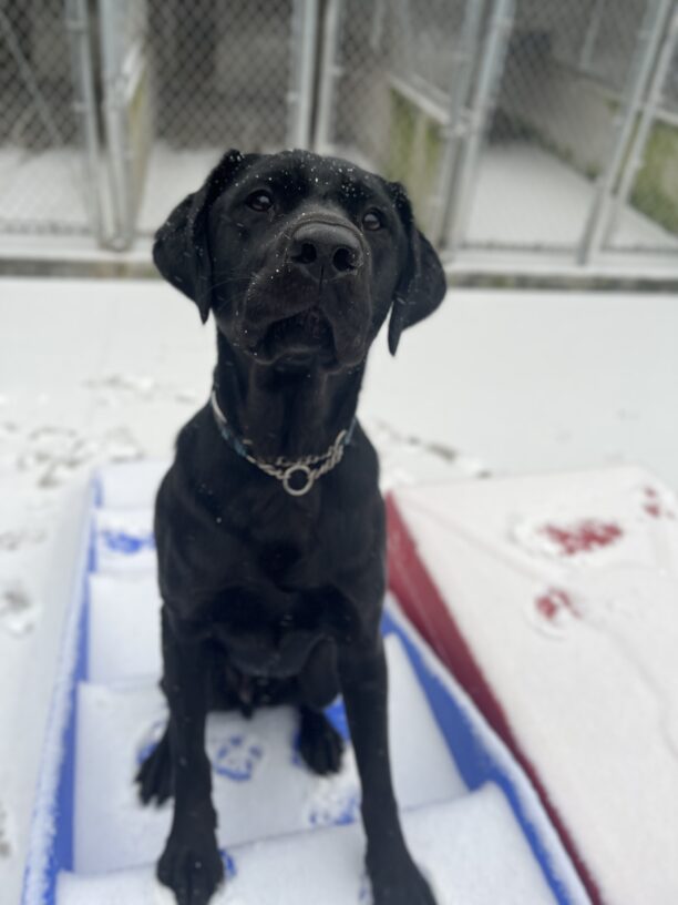 Black lab Todd sits on a blue, snow covered play equipment in community run. He looks up a the camera sweetly with little snowflakes on his face. There are dog kennel runs behind him and red play equipment to the right.