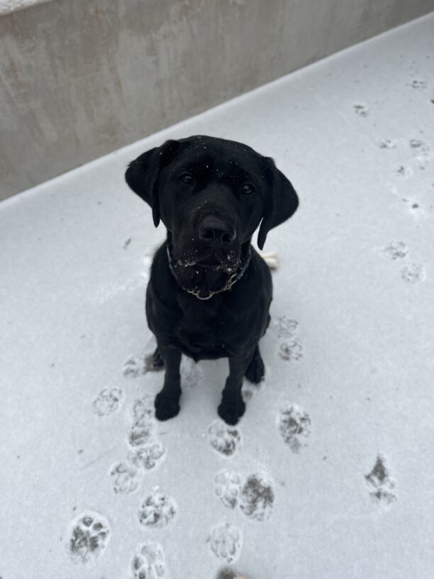 Todd gazes up a the camera as snow falls around him. There is snow on his muzzle and the top of his head. He is sitting on snow covered concrete and there are paw prints in the snow in front of him. There is a concrete wall behind him in the background.