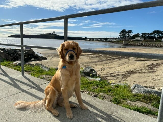 Button sits on a walking path with a beautiful beach and ocean behind her. She is looking directly at the camera with a relaxed expression.