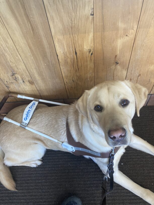 Parker lies down in harness in front of a cafe counter.