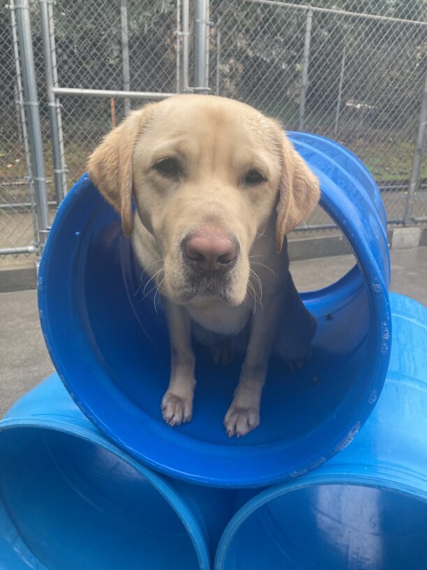 Parker stands with his head sticking out of a blue play structure in community run.