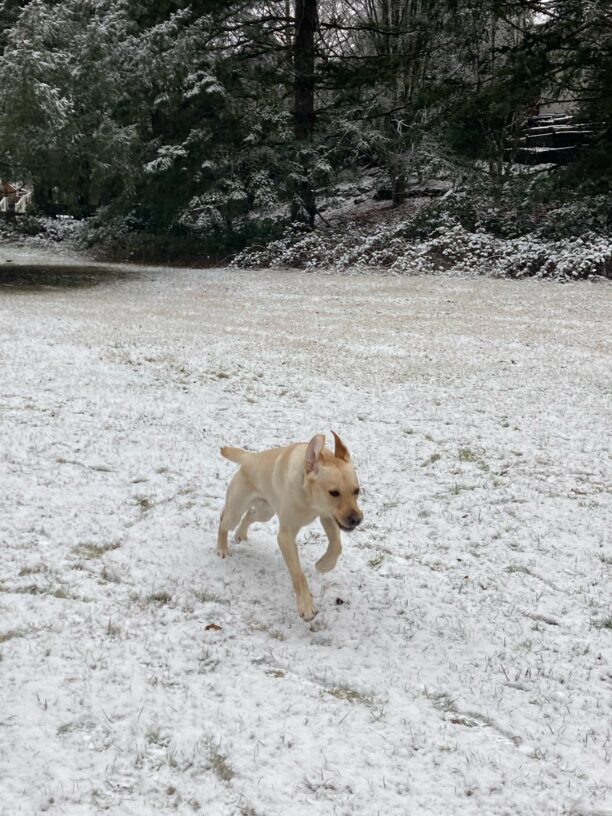 Denny runs toward the camera in a snowy field. His front feet are off the ground and his ears are flapped up as he runs. There are snowy evergreen trees behind him.
