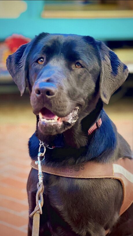 Pacidy in portrait mode wearing her harness. Her black coat shines and reflects off some blue hues from the lighting. Her mouth is slightly open.