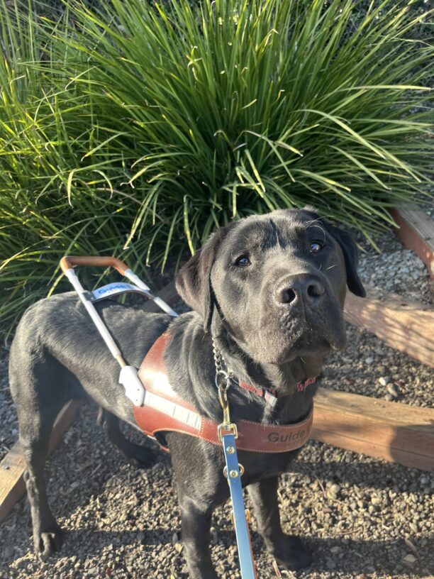Hemingway is pictured standing on a wooden step in front of a planter. He is wearing his harness.