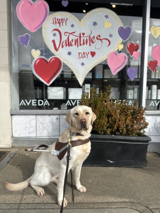 Prosecco is in harness sitting in front of a window display with a big white heart and 