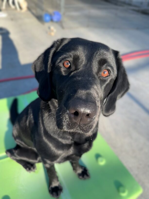 Worthy sits on a green block in the sun. She is looking up at the camera with a sweet expression on her face.