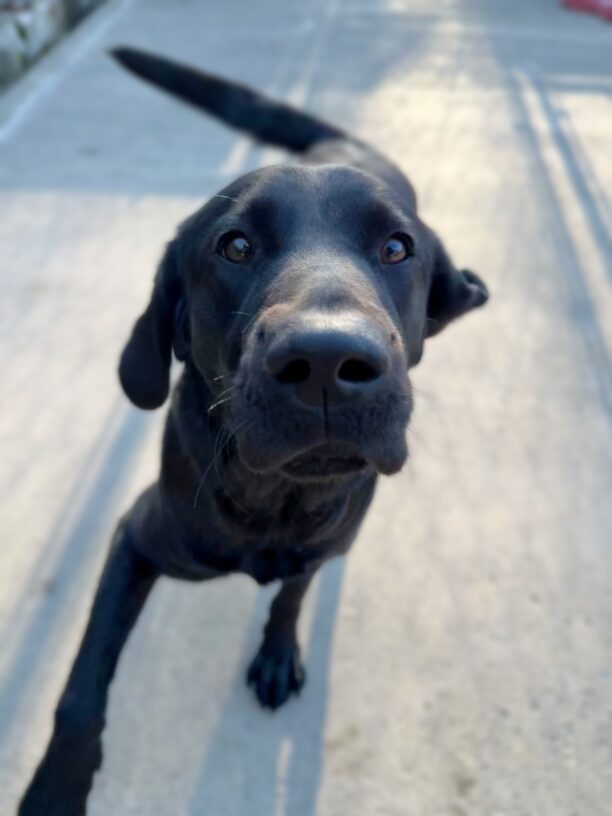 Worthy is moving towards the camera in community run.  Her tail is wagging and she is looking up at the camera with a happy expression.