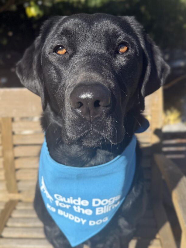 Bailey is sitting on a wooden bench with the morning sun reflecting off of her glossy black coat.  She is looking directly into the camera and wearing her blue K9 Buddy scarf.