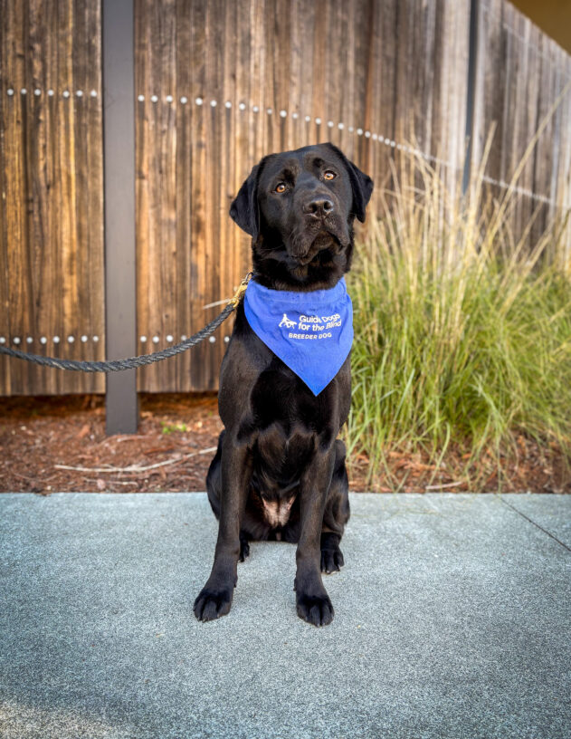 Black lab Canela sits on the sidewalk in front of a wooden fence and green plants. She is wearing a blue breeder scarf and looking directly at the camera with her head slightly tilted.