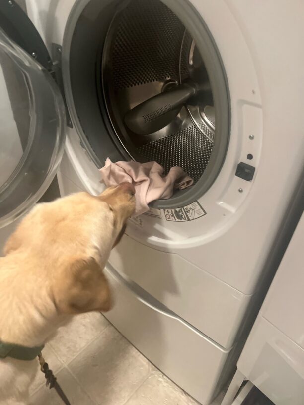 Yellow lab Champion pulling clothing from the dryer with his mouth.