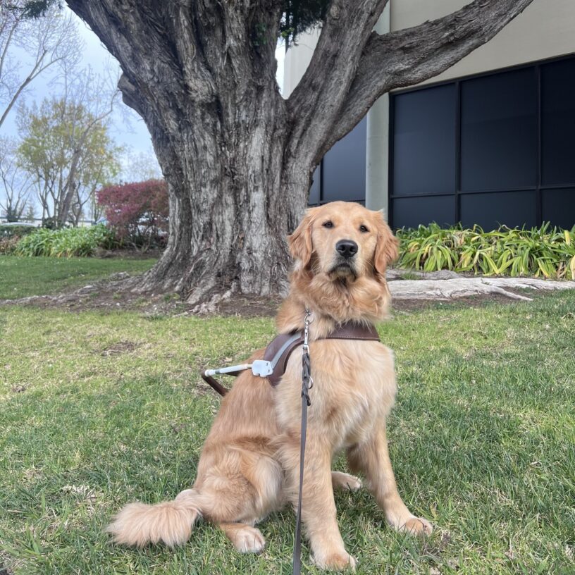 Charmaine is sitting on the grass beneath a large tree. She is wearing her harness and is looking at the camera with a focused expression on her face.