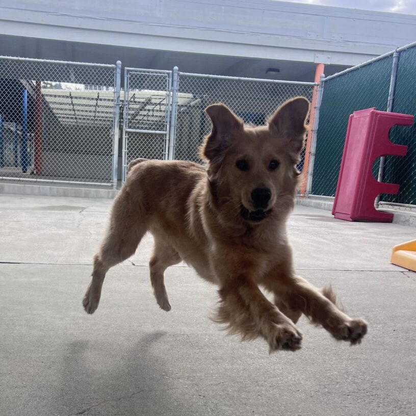 Charmaine is running through community run and is mid-jump. Her mouth is open and her ears are sticking straight up.
