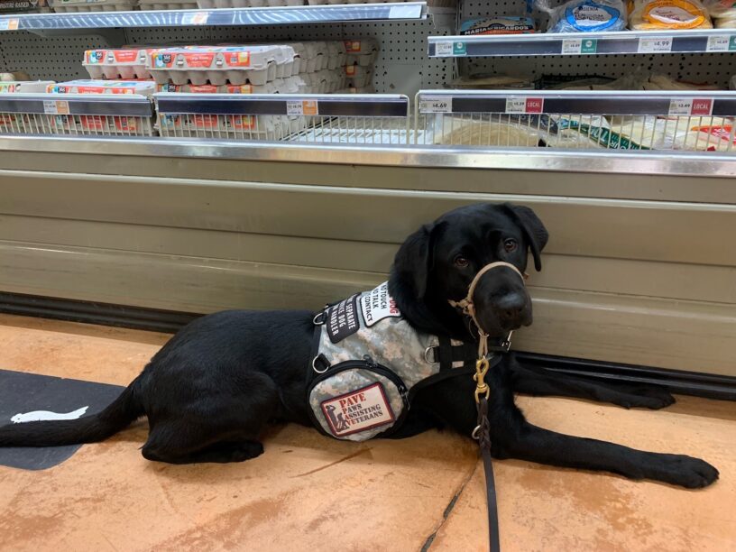 Black Lab Cinder laying in front of the eggs aisle of a grocery store. She's wearing her service vest and a tan headcollar.