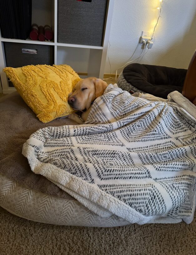 Donovan, a male yellow Labrador, lays on a large circle dog bed in his foster care home. His head is rested and asleep on a yellow pillow. Donovan is covered up with a blanket and looks like he is all tucked in bed.